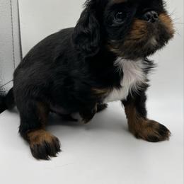 Stitch - Black and tan male English Toy Spaniel puppy in Pennsylvania from Enchanting Charlies