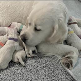 Hailey - Golden Retriever