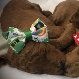 Poodle Puppies from Prissy Pants Poodles LLC