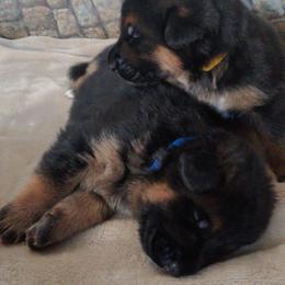 Reginald (Reggie) - Black and red male German Shepherd puppy in Rancho Cucamonga, California from Abbeys Golden Retriever  and German Shepherd Puppies