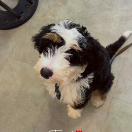 Bernedoodle Puppies from NLB Mini Bernedoodles