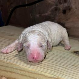 Sandy - Cream female Goldendoodle puppy in Nathalie, Virginia from Deez Doodles