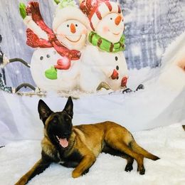 Belgian Malinois All Grown Up from Mally’s Malinois