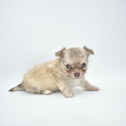 Frosty- Tiny - Chocolate sabled fawn male Chihuahua puppy in Bulls Gap, Tennessee from Smokey Mountain Chihuahuas