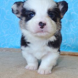 Australian Cattle Dog and Pembroke Welsh Corgi Puppies from Heelers in Texas