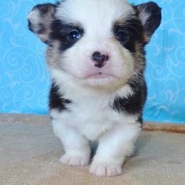 Australian Cattle Dog and Pembroke Welsh Corgi Puppies from Heelers in Texas