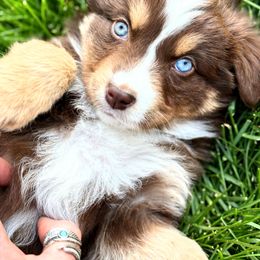 Aine - Red tri-color Miniature American Shepherd puppy in Moscow, Idaho from Panhandle Australian Shepherds