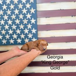 Georgia - Red  male Goldendoodle puppy in Springville, Utah from JW Doodles