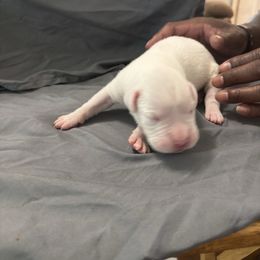 Boy 3 - White male Boxer puppy in Denison, Texas from Keisha's Boxers