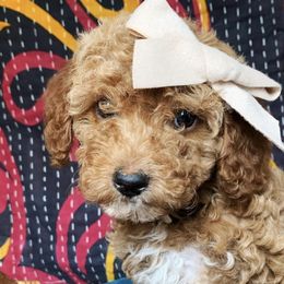 Cavapoos and Goldendoodles from Carmel Classy Doodles