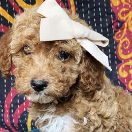 Cavapoos and Goldendoodles from Carmel Classy Doodles