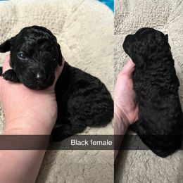 Bernedoodle, Cockapoo, and Goldendoodle Puppies from Clad Doodles