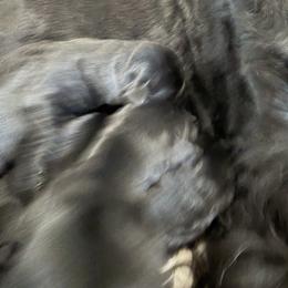 Girl 2 - Black female Giant Schnauzer puppy in Bois D’arc, Missouri from Down Low Kennels
