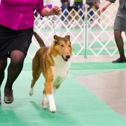 Collies from Jolis Collies
