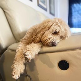 Cavapoos and Goldendoodles from Ivytheminidoodle