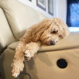 Cavapoos and Goldendoodles from Ivytheminidoodle