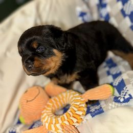 Pink - Cranberry - Black and mahogany female Rottweiler puppy in Crothersville, Indiana from The Solid Rock Kennel