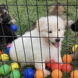German Shepherd Puppies from Celtic Rose German Shepherds