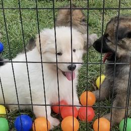 German Shepherd Puppies from Celtic Rose German Shepherds