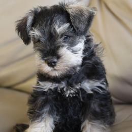Jettson - Salt and pepper male Miniature Schnauzer puppy in Richardton, North Dakota from Crooked Tree Ranch