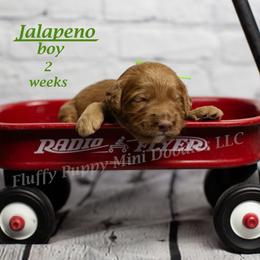 Jalapeno (green collar) boy - Red  male Goldendoodle puppy in Corona, California from Fluffy Puppy Mini Doodles LLC