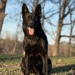 German Shepherd All Grown Up from Z Tykev Vino LLC