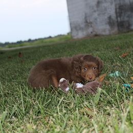 Barney - Red tri male Toy Australian Shepherd puppy in Springfield, Missouri from Long's lil Aussies