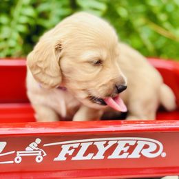 Ms. Purple - Cream female Dachshund puppy in Clarksville, Tennessee from Lala’s Pups