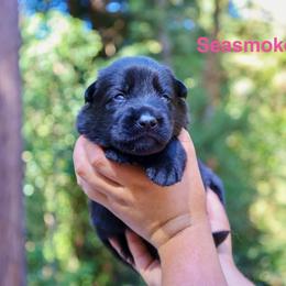 Seasmoke - Black female German Shepherd puppy in Santa Cruz, California from Von Guadachi German Shepherds & Audacity Border Collies