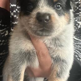 Boy 5 - Blue male Australian Cattle Dog puppy in Norton, Ohio from Australian Cattle Dog Company