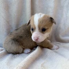 American Corgi puppies from Gold Coast Corgis