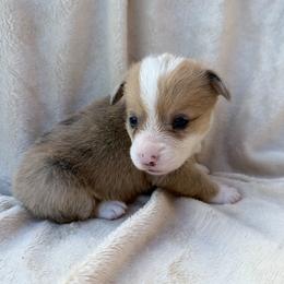 American Corgi puppies from Gold Coast Corgis