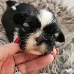 Puppy A - Black gold and white male Shih Tzu puppy in Sanger, California from Trinity Shihtzu's So Calif