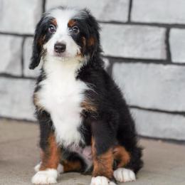 Biscoff - Tri-color female Bernedoodle puppy in Dundee, Ohio from Down Home Doodle