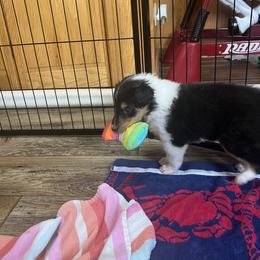 Collie Puppies from Jolly Collies