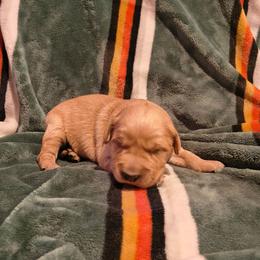 Pine (no collar) - Dark golden male Golden Retriever puppy in Tenino, Washington from Oak River Goldens'