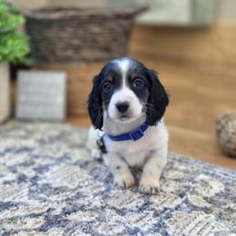 AKC Meet Chandler :) - Piebald male Dachshund puppy in Centerville, Iowa from Barnyard Dachshunds, Dals & Doodles