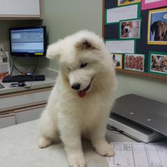 Samoyed Puppies from Alta Samoyeds