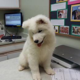 Samoyed Puppies from Alta Samoyeds