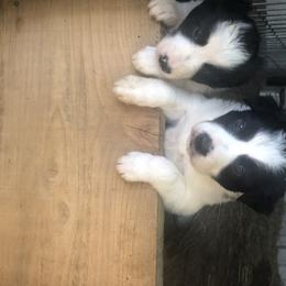 Border Collie All Grown Up from Mccurry Farms
