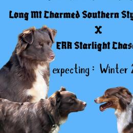 Australian Shepherds from Airo Heart Shepherds