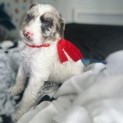 Assorted Doodle Crosses and Golden Aussiedoodle Puppies from Maria's Pups