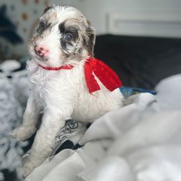Assorted Doodle Crosses and Golden Aussiedoodle Puppies from Maria's Pups
