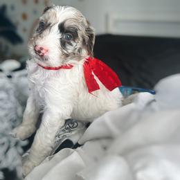 Assorted Doodle Crosses and Golden Aussiedoodle Puppies from Maria's Pups