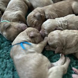 Boy 5 - male Australian Labradoodle puppy in Chuluota, Florida from Delano Australian Labradoodles