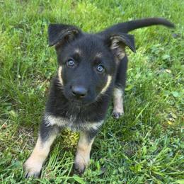 Yellow collar female - Black and tan female German Shepherd puppy in Cumberland Gap, Tennessee from Royal Port K-9