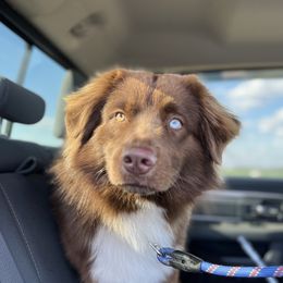 Bronn - Miniature Australian Shepherd