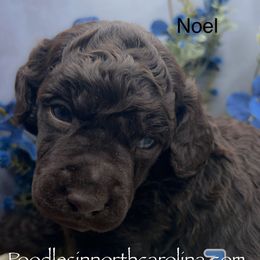 Noel - Brown male Poodle puppy in Greenville, North Carolina from Grace Poodles