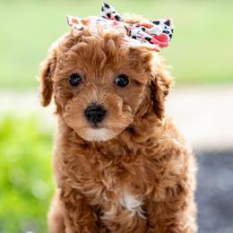 Dolly - Red  female Goldendoodle puppy in Lumberton, Mississippi from SouthernDoodlebug/ Utah Doodlebug