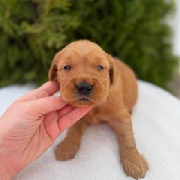 Orange - Dark golden male Golden Retriever puppy in Utah from Deseret Peak Goldens